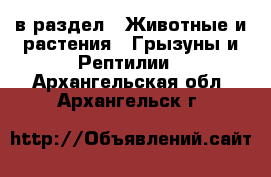  в раздел : Животные и растения » Грызуны и Рептилии . Архангельская обл.,Архангельск г.